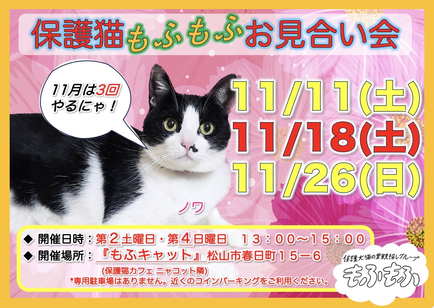 11月もふキャットお見合い会予定 - 保護犬猫の里親探しグループ もふもふ