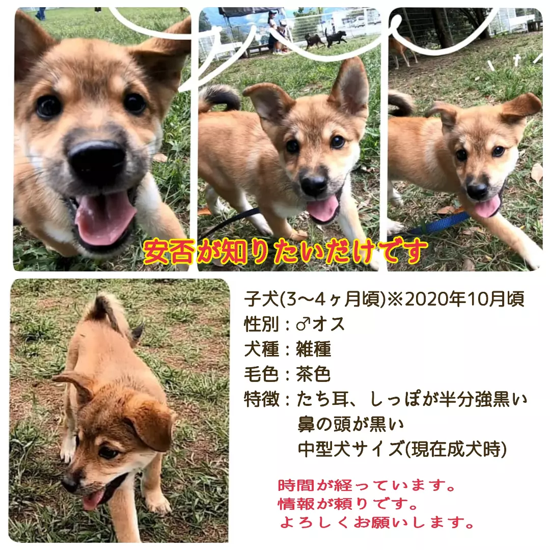 迷い犬を探しています 新情報がありました 保護犬猫の里親探しグループ もふもふ