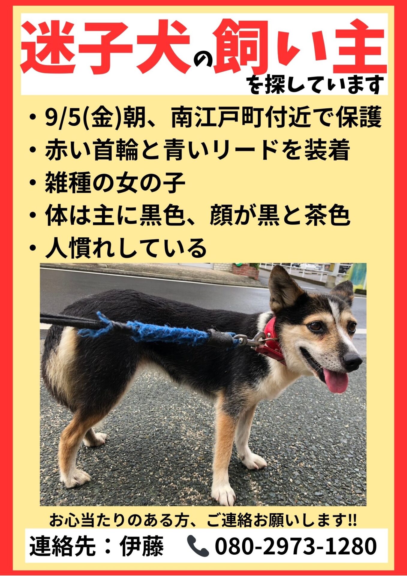 🔴迷子犬情報🔴 - 保護犬猫の里親探しグループ もふもふ