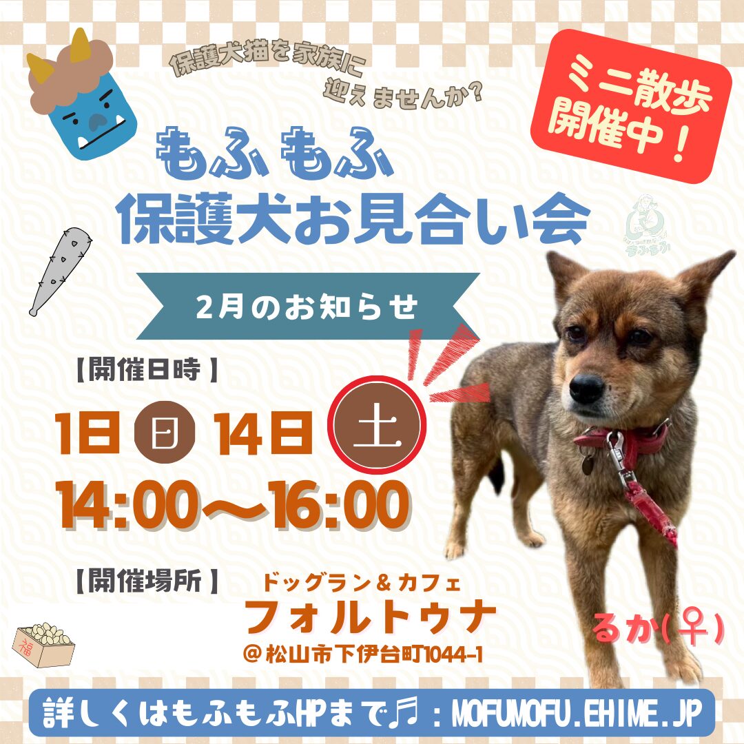 2026年2月もふもふ予定のお知らせです- ̗̀📣 - 保護犬猫の里親探し