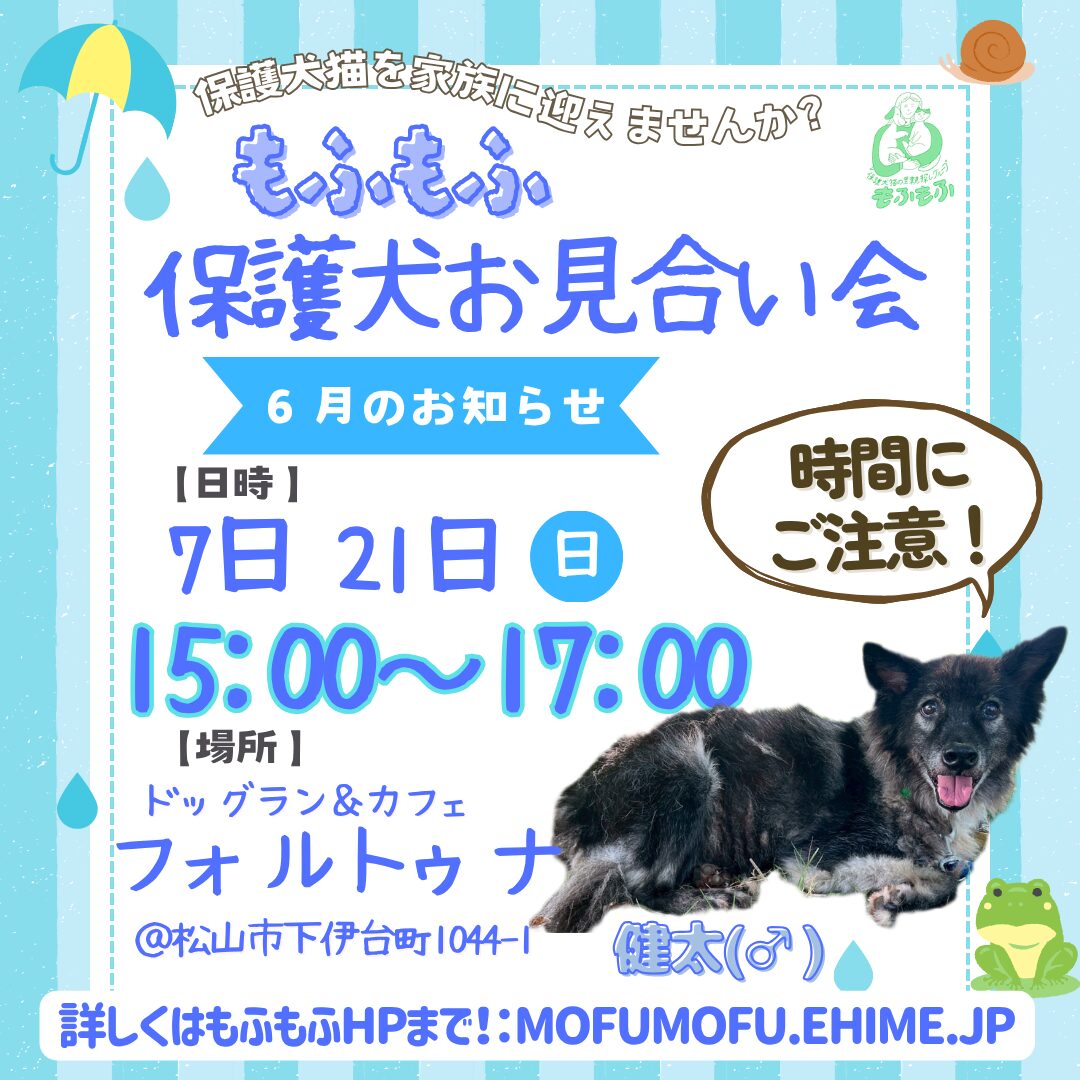 2026年6月もふもふ予定のお知らせです- ̗̀📣 - 保護犬猫の里親探し