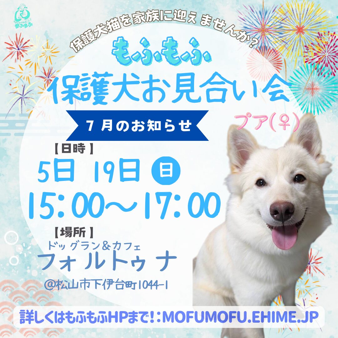2026年7月もふもふ予定のお知らせです- ̗̀📣 - 保護犬猫の里親探し