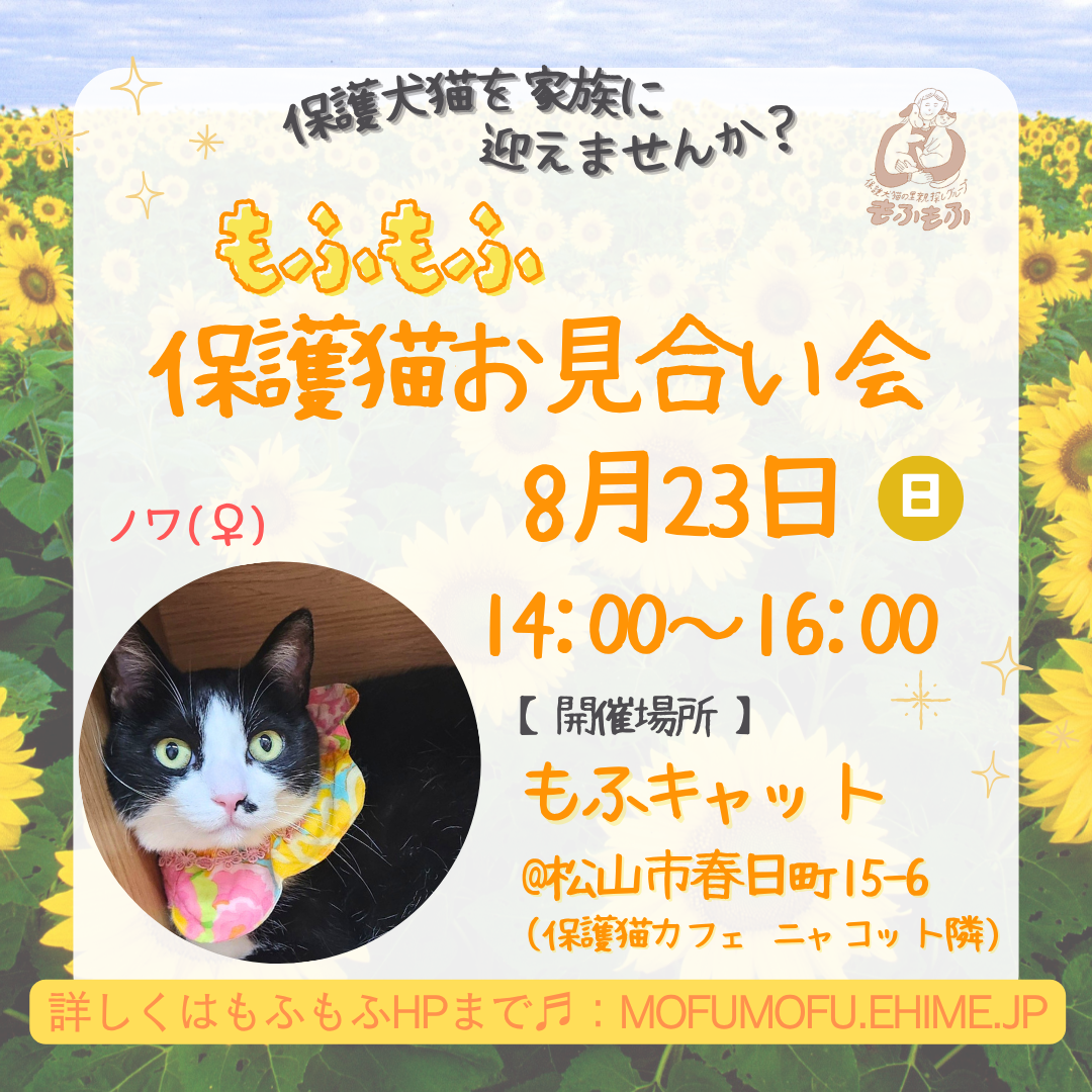 🔵8/23「保護猫もふもふお見合い会」🔵 - 保護犬猫の里親探しグループ